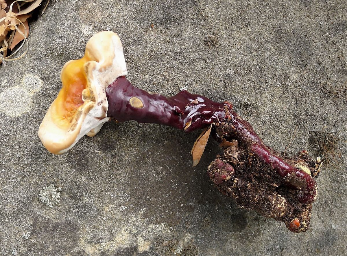 Mushroom microdose capsules and extract