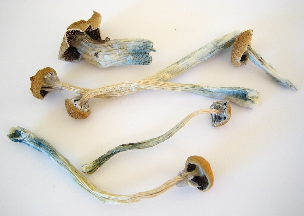 Dried cubensis mushrooms weighed out for mail order