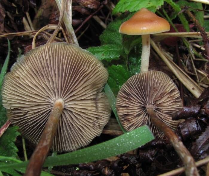 Properly dried psilocybin mushrooms