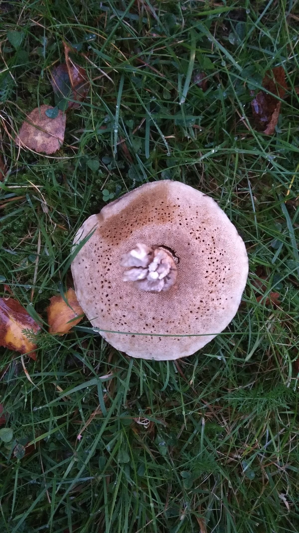 Mushrooms growing in the wild
