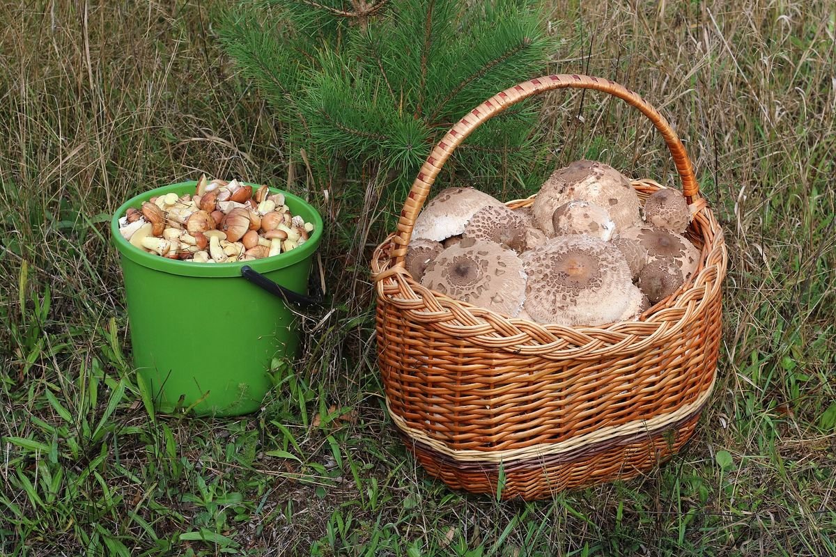 Mushrooms sorted and ready to buy online