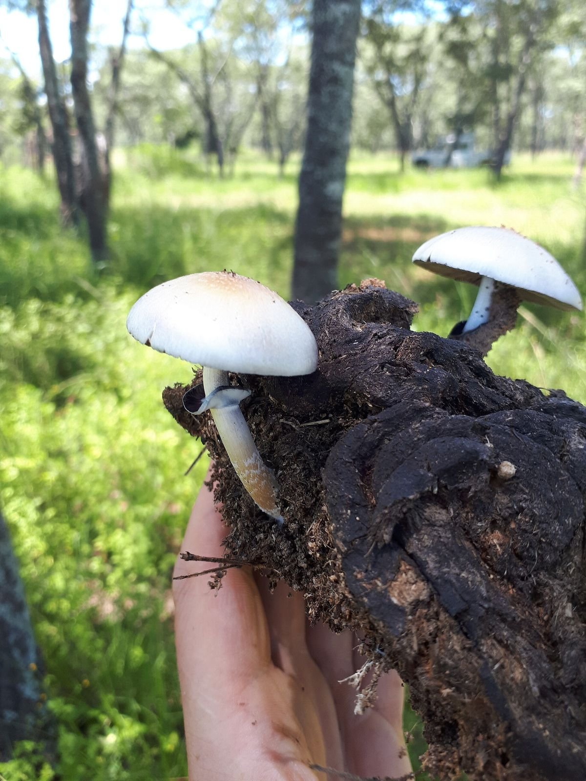 Psilocybe cubensis magic mushrooms ready to buy shrooms online in Canada
