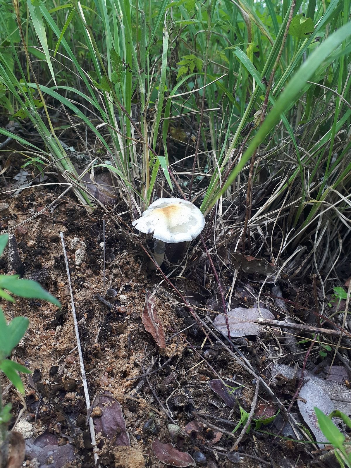 Fresh magic mushrooms growing in a flush
