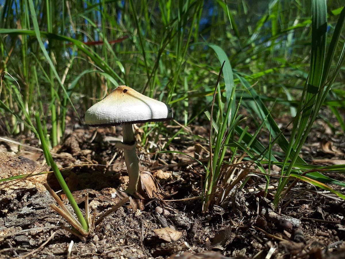 Cubensis caps photographed close up