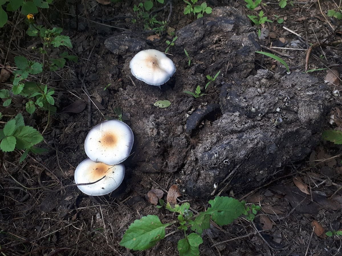 Magic mushrooms cluster before harvest