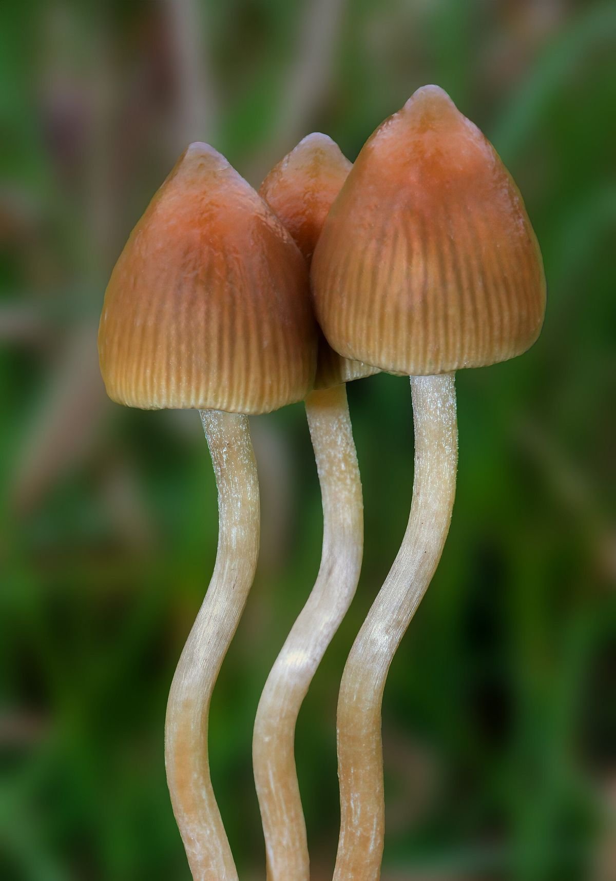 Psilocybe semilanceata, a classic wild psilocybin strain