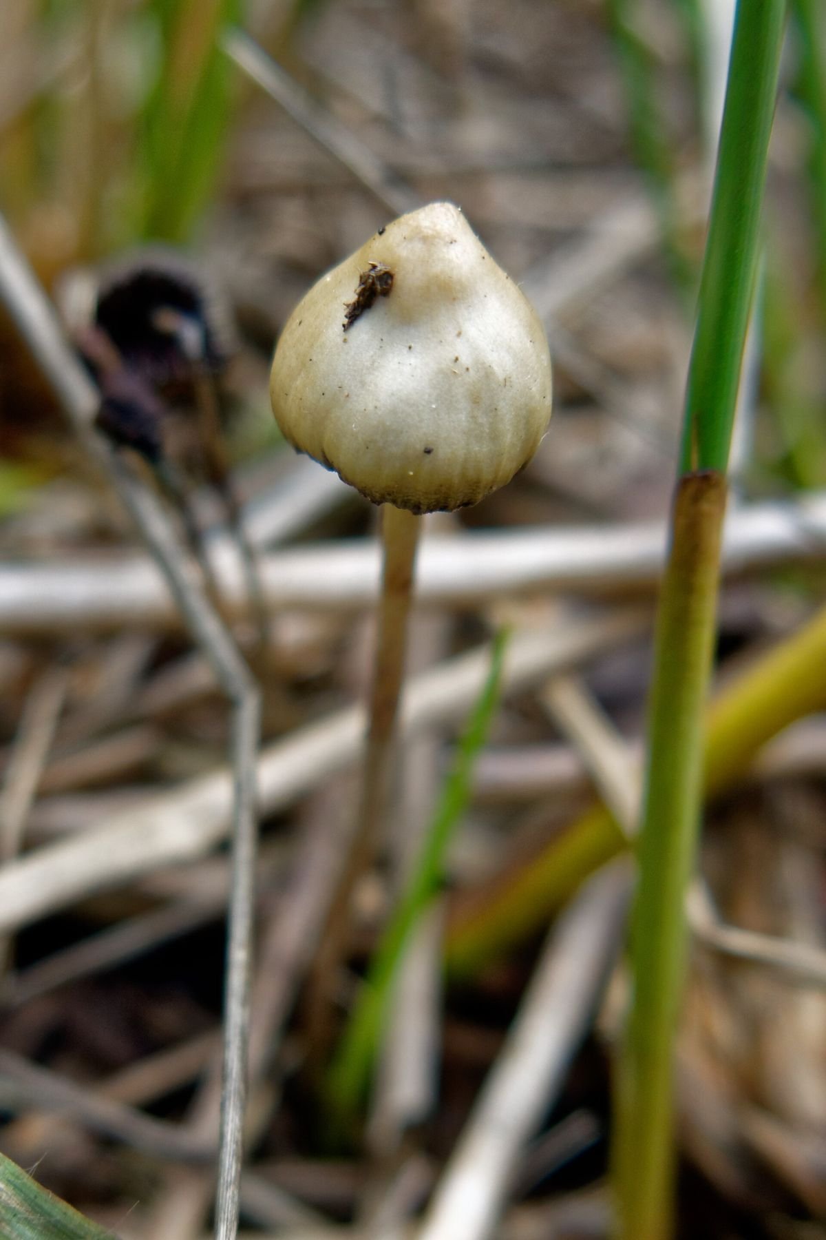 Liberty cap mushrooms in grass