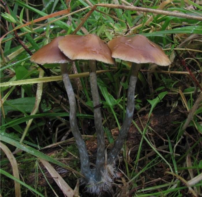 Psilocybe azurescens, one of the strongest psilocybin species